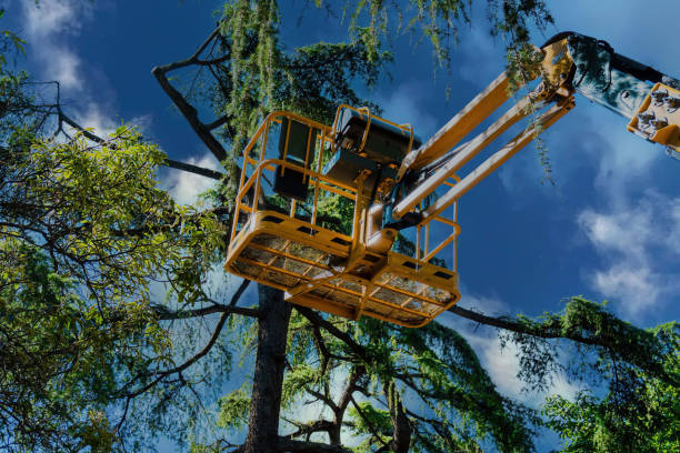 Reliable Melrose Park, IL Tree Service Solutions